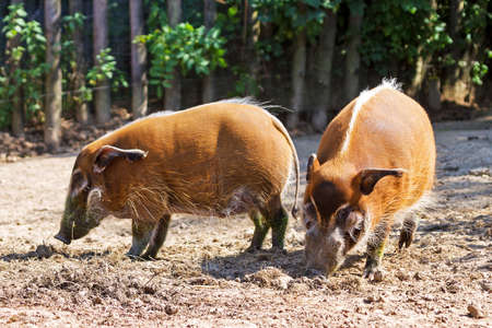 The red river hog  Potamochoerus porcus , originated from the African rainforests の写真素材