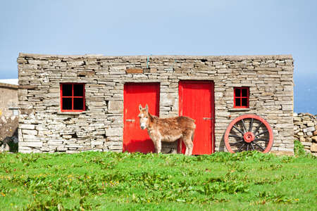 Donkey standing in front a barn in the countryside of Irelandのeditorial素材