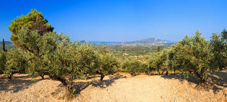 Beautiful panorama with olive trees of the landscape of Zakynthos, a greek island の写真素材