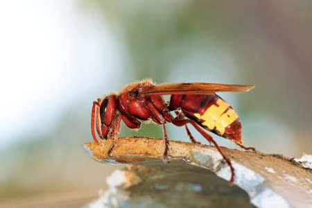 The Oriental hornet  Vespa orientalis , is a hornet which looks very similar to the European hornetの写真素材