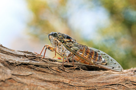Cicada  pres  Cicada barbara lusitanica  on a tree in Greece