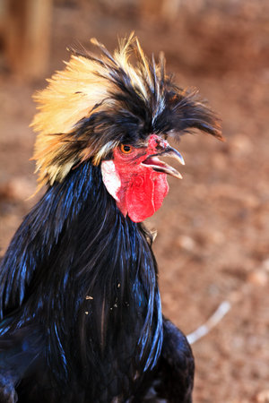 Ferocious looking crested rooster, presumably a Polish  