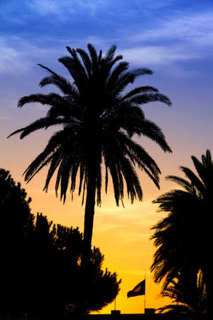 Tropical image of a palm at sunsetの写真素材