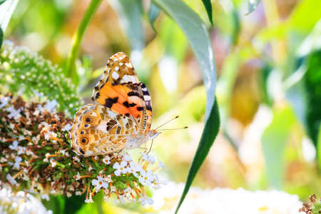 The Painted Lady, or Cosmopolitan  Vanessa cardui   on summer lilac  Buddleja davidii  in the Netherlands の写真素材