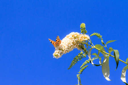 The Painted Lady, or Cosmopolitan  Vanessa cardui   on summer lilac  Buddleja davidii  in the Netherlands の写真素材