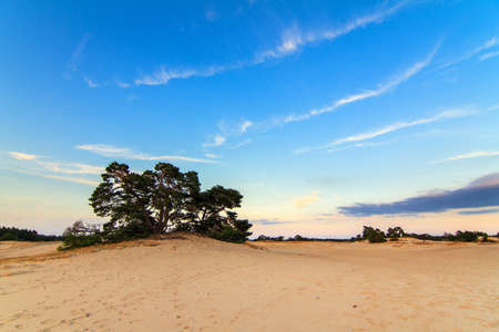 Sunset at the sand plains at Kootwijkerzand in the Netherlandsの写真素材