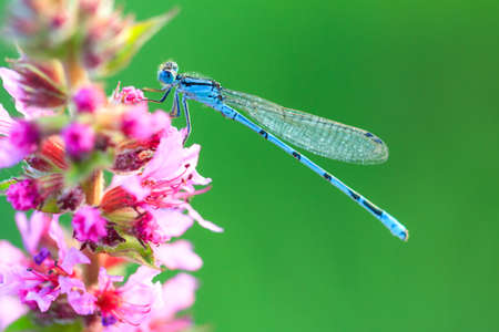 Common Blue Damselfly  Enallagma cyathigerum  at sunrise on purple pink Lupinus flowers in the Netherlandsの写真素材