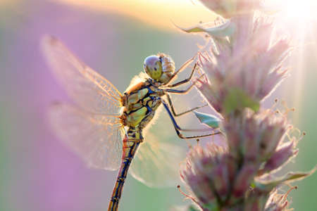 The Common Darter  Sympetrum striolatum, female  at sunrise on purple pink Lupinus flowers in the Netherlandsの写真素材