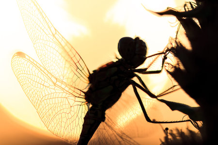 Silhouette close up of a dragonfly at sunrise in the Netherlandsの写真素材