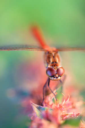 The Common Darter  Sympetrum striolatum, male  on Lupinus at sunrise in the Netherlandsの写真素材