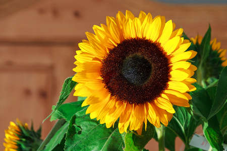 Close up image of a beautiful sunflower with a rustic backgroundの写真素材