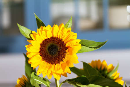 Close up image of a beautiful sunflower with a rustic backgroundの写真素材