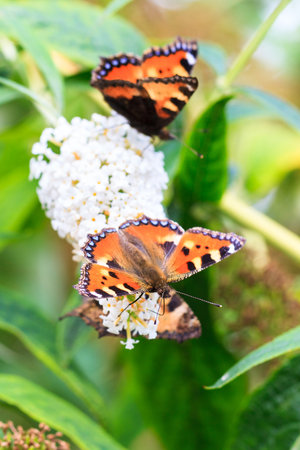 The Small Tortoiseshell  Aglais urticae L   on summer lilac  Buddleja davidii  in the Netherlands 