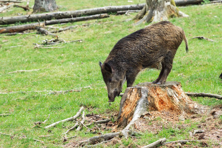 Young wild boar  Sus scrofa  in national park  Het Aardhuis  at the  Hoge Veluwe  in the Netherlandsの写真素材