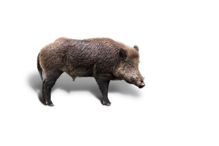 Wild boar  Sus Scrofa  isolated on a white backgroundの写真素材