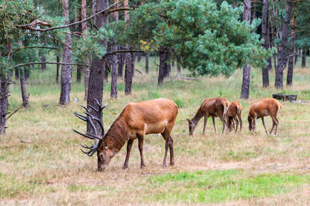 Beautiful deer  Cervus elaphus  in national park  Het Aardhuis  at the  Hoge Veluwe  in the Netherlandsの写真素材