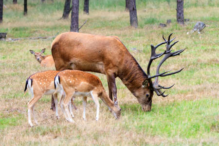 Beautiful deer  Cervus elaphus  in national park  Het Aardhuis  at the  Hoge Veluwe  in the Netherlandsの写真素材