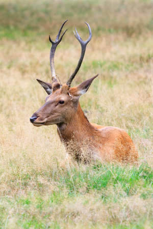 Beautiful deer  Cervus elaphus  in national park  Het Aardhuis  at the  Hoge Veluwe  in the Netherlandsの写真素材