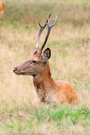 Beautiful deer  Cervus elaphus  in national park  Het Aardhuis  at the  Hoge Veluwe  in the Netherlandsの写真素材