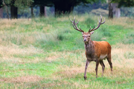 Beautiful deer  Cervus elaphus  in national park  Het Aardhuis  at the  Hoge Veluwe  in the Netherlandsの写真素材