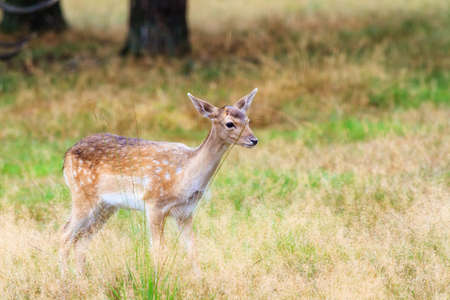 Beautiful fawn  Cervus elaphus  in national park  Het Aardhuis  at the  Hoge Veluwe  in the Netherlandsの写真素材