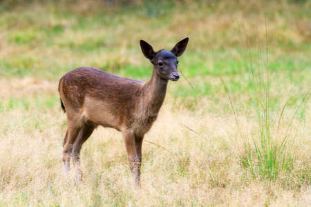 Beautiful fawn  Cervus elaphus  in national park  Het Aardhuis  at the  Hoge Veluwe  in the Netherlandsの写真素材