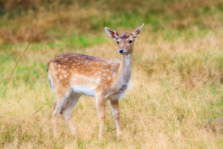 Beautiful fawn  Cervus elaphus  in national park  Het Aardhuis  at the  Hoge Veluwe  in the Netherlandsの写真素材