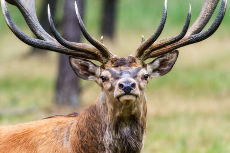 Beautiful deer  Cervus elaphus  in national park  Het Aardhuis  at the  Hoge Veluwe  in the Netherlandsの写真素材