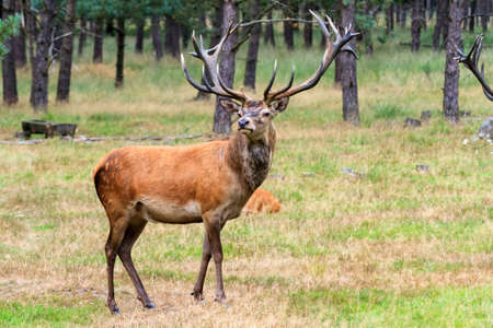 Beautiful deer  Cervus elaphus  in national park  Het Aardhuis  at the  Hoge Veluwe  in the Netherlandsの写真素材