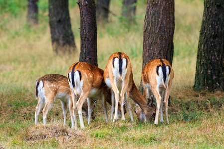 Does  Cervus elaphus  from behind in national park  Het Aardhuis  at the  Hoge Veluwe  in the Netherlandsの写真素材