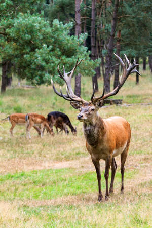 Beautiful deer  Cervus elaphus  in national park  Het Aardhuis  at the  Hoge Veluwe  in the Netherlandsの写真素材