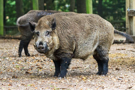 Wild boar  Sus scrofa  in national park  Het Aardhuis  at the  Hoge Veluwe  in the Netherlandsの写真素材