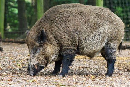 Wild boar  Sus scrofa  in national park  Het Aardhuis  at the  Hoge Veluwe  in the Netherlandsの写真素材