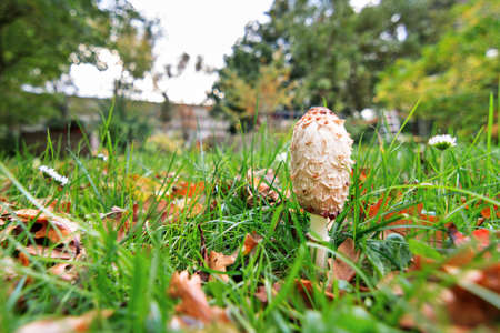 Autumn field with a Shaggy mane or Shaggy ink cap  Coprinus comatus  in the Netherlandsの写真素材