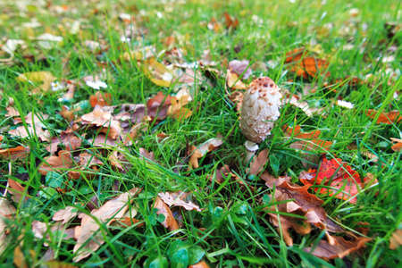 Autumn field with a Shaggy mane or Shaggy ink cap  Coprinus comatus  in the Netherlandsの写真素材