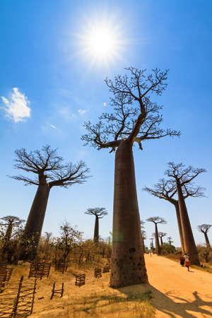 Beautiful baobab trees at the Baobab Alley in Madagascar  の写真素材