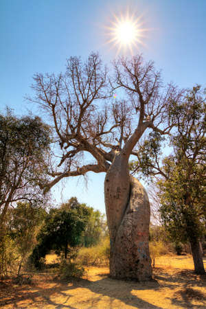 The famous Baobab Amoreux, a twisted Baobab in Madagascarの写真素材