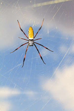 Madagascar Golden Orb Weaver  Nephila inaurata madagascariensis の写真素材