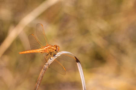 The Scarlet Dragonfly  Crocothemis erythraea    Its common names include Broad Scarlet, Common Scarlet-darter and Scarlet Darterの写真素材