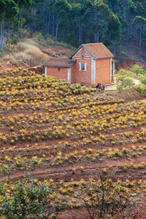 Pineapple plantation in the countryside of Madagascarのeditorial素材