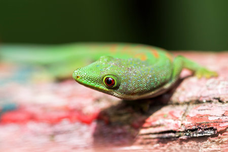Peacock day gecko  Phelsuma quadriocellata  in the jungel of Ranomafana in Madagascarの写真素材