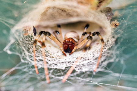 Scary funnel spider in its web in the jungle of Madagascarの写真素材
