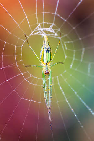 Long jawed spider  family Tetragnathidae  in the jungle of Ranomafana, Madagascarの写真素材