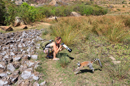 Ring-tailed Lemur  Lemur catta  in Anja reserve national park jumping in front of a tourist in Madagascarのeditorial素材