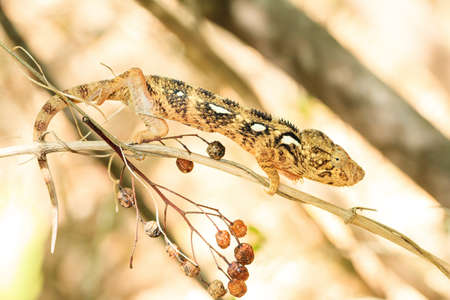 Beautiful camouflaged chameleon in Madagascar, presumably the Oustalets or Malagasy giant chameleon (Furcifer oustaleti)の写真素材