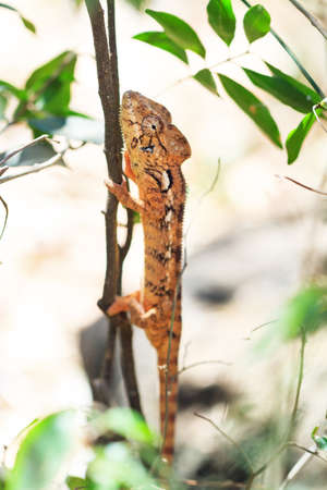 Beautiful camouflaged chameleon in Madagascar, presumably the Oustalets or Malagasy giant chameleon (Furcifer oustaleti)の写真素材