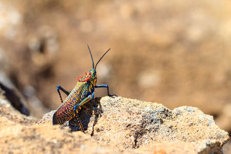 Endemic Madagascar Locust, Phymateus saxosus, in Isalo national park. Names include Rainbow Milkweed and Rainbow Bush Locustの写真素材