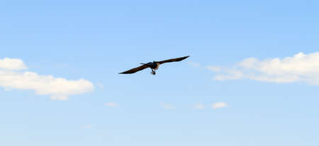 The pied crow (Corvus albus) catching a locust in mid-air in Madagascarの写真素材