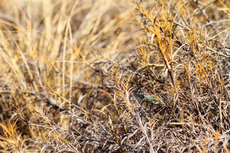 Endemic Madagascar Locust, Phymateus saxosus, in Isalo national park. Names include Rainbow Milkweed and Rainbow Bush Locustの写真素材