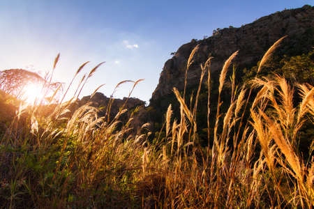 High grass at sunset in the beautiful national park of Isalo in Madagascarの写真素材